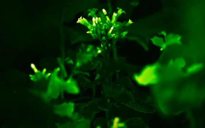 Biến đổi gen giúp cây phát sáng nhưng vẫn không gây hại đến quá trình sinh trưởng bình thường của cây. Nguồn: khampha.vn