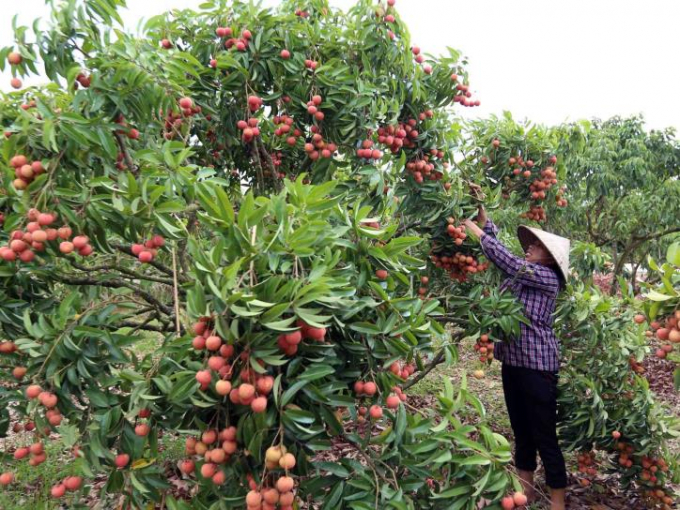 Để chuẩn bị các công đoạn xuất khẩu sang thị trường Nhật Bản, tỉnh Bắc Giang đã phối hợp với Cục Bảo vệ thực vật chọn và đề nghị phía Nhật Bản chấp thuận 19 mã số vùng trồng với diện tích 103 ha, sản lượng ước 600 tấn ở huyện Yên Thế và Lục Ngạn. Nguồn: thoibaokinhdoanh.vn