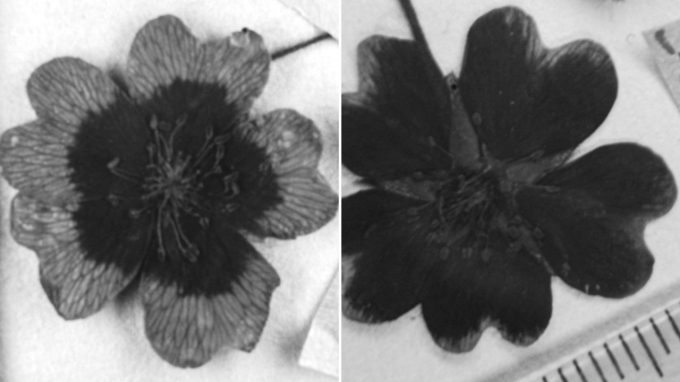 Ảnh chụp bông hoa được hái vào năm 1977 (trái) và 1999 (phải) có các mẫu sắc tố tia cực tím khác nhau.