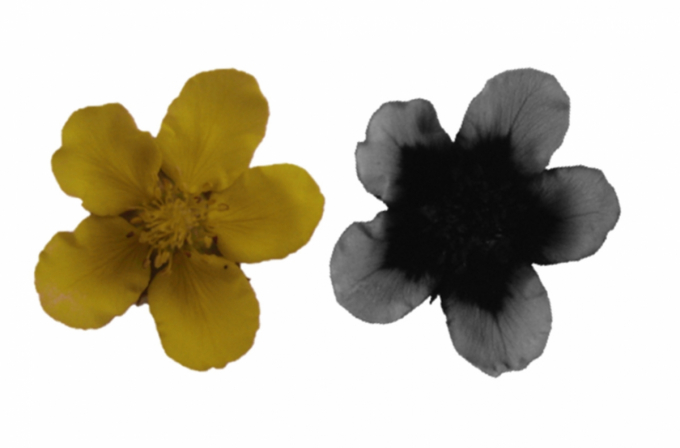 Bằng cách sử dụng máy ảnh nhạy cảm với tia cực tím, họ chụp lại những cánh hoa từ cùng một loài được thu thập vào các thời điểm khác nhau trong phạm vi tự nhiên của chúng,  máy ảnh này giúp họ ghi lại những thay đổi trong sắc tố hấp thụ UV trên cánh hoa.