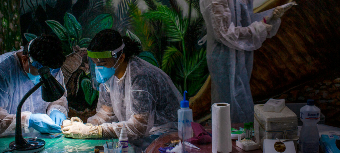 Trong một phòng thí nghiệm được thiết lập ở công viên rừng nhiệt đới Manaus (Brazil), Aline Ramos (giữa) và các đồng nghiệp đang tiến hành thu thập mẫu cho ngân hàng sinh học Fiocruz Amazonia từ một con khỉ tamarin. Nguồn: sciencemag.org