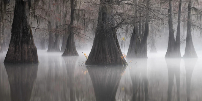 Eternal Triangle - tác phẩm đoạt giải nhất chung cuộc EPSON 2021 do Joshua Herman chụp trong khu đầm lầy Louisiana