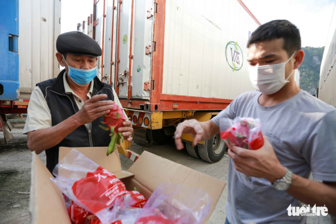Tài xế Huỳnh Tấn Dũng (trái) kiểm tra chất lượng trái thanh long sau 20 ngày chạy lạnh, nằm chờ ở biên giới. Ảnh:tuoitre.vn