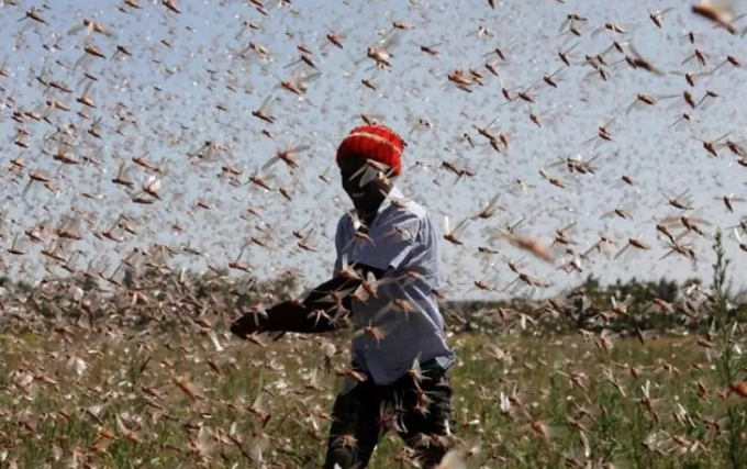 Một người đàn ông cố gắng đuổi châu chấu sa mạc khỏi một trang trại gần Rumuruti, Kenya hồi tháng 2/2021. Từ lâu, nạn châu chấu đã trở thành một vấn đề nhức nhối tại Đông Phi khi đàn châu chấu di cư từ vùng Sừng châu Phi đến phía nam để sinh sản. Tình trạng biến đổi khí hậu đang khiến các đàn châu chấu ngày một lớn hơn, đe dọa tới an ninh lương thực ở khu vực. Năm nay, nông dân địa phương chống trả bằng cách bắt các con côn trùng này và biến chúng thành thức ăn gia súc.  Ảnh: Reuters