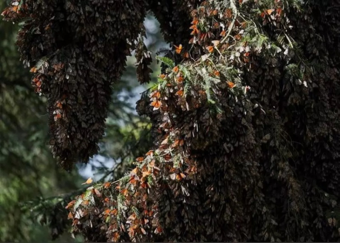 Bướm Monarch nghỉ ngơi trên cây sau khi vượt chặng đường 4.500 km từ Canada và Mỹ di cư đến khu bảo tồn El Rosario của Mexico để trú đông. Hàng triệu con bướm tụ lại trên cây, biến một diện tích lớn tại Khu bảo tồn El Rosario của Mexico thành thảm màu cam. Khu bảo tồn cách Mexico City 100 km về phía tây bắc này đã được UNESCO công nhận là Di sản Thế giới vào năm 2008. Ảnh: Reuters