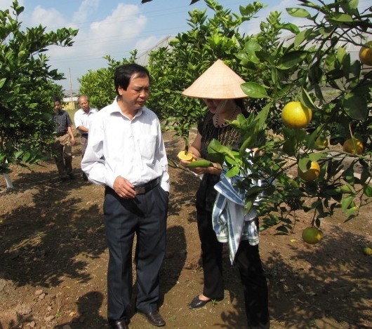 TS. Hà Thị Thúy thăm vườn kiểm tra chất lượng cây trồng.