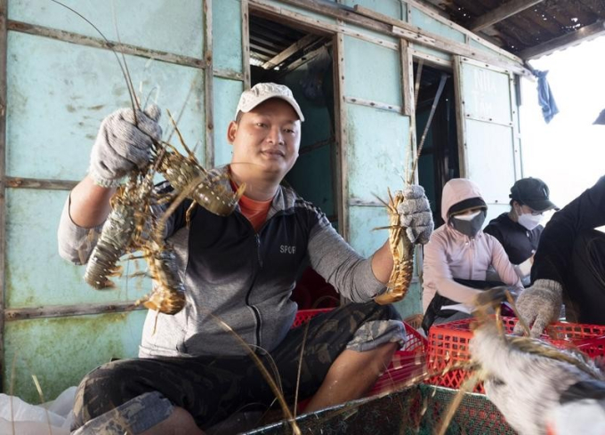 Tôm hùm Cam Ranh nguyên liệu bổ dưỡng, hấp dẫn, phong phú cho cho ẩm thực Việt Nam