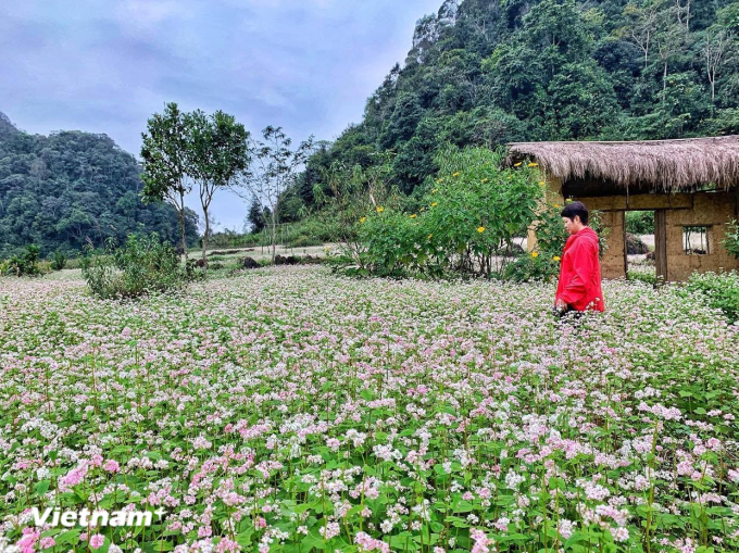 Du khách thích thú với hoa tam giác mạch ở Hà Giang. Ảnh: Vietnam+