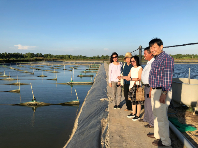 TS. Hoàng Phương Hà và các nhà khoa học tham quan vùng nuôi tôm