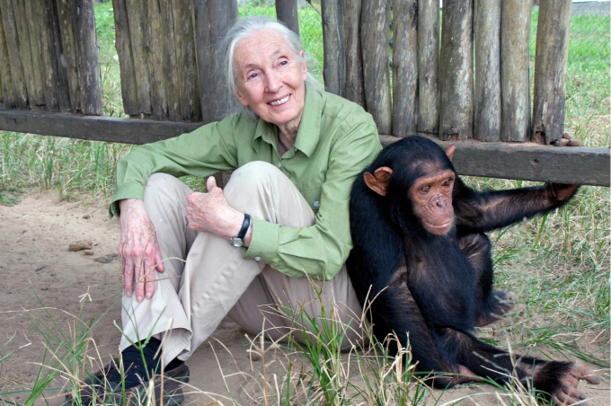 Tiến sĩ Jane Goodall được coi là chuyên gia hàng đầu thế giới về tinh tinh