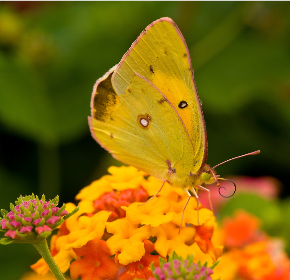 Một con bướm lưu huỳnh màu cam ( Colias eurytheme ) đậu trên cây lantana. Ảnh: nationalgeographic.com