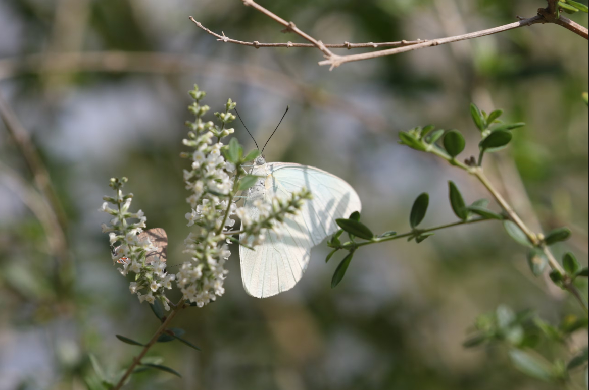 Một chú bướm trong số các loài bướm trắng Florida (Appias drusilla), loài bướm này có sự suy giảm mạnh nhất. Ảnh: nationalgeographic.com