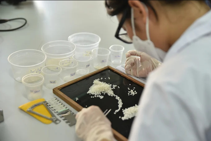 Cần xây dựng một định hướng chiến lược rõ ràng và nhất quán cho hoạt động nghiên cứu và phát triển giống cây trồng ở cấp quốc gia, tập trung vào các giống có giá trị kinh tế cao, thích ứng với biến đổi khí hậu và đáp ứng nhu cầu thị trường.
