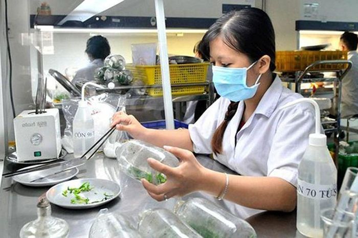 Các nhà khoa học chọn tạo giống cây mới tại Trung tâm Công nghệ sinh học (quận 12, Thành phố Hồ Chí Minh).