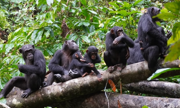   Một nhóm các con tinh tinh thực hiện nhiệm vụ trinh sát khi lắng nghe âm thanh của các nhóm đối thủ trong công viên quốc gia Taï ở Bờ Biển Ngà  