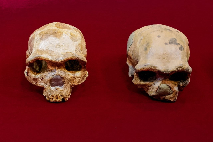 Được tìm thấy từ năm 1933, mãi đến 2021 các nhà khoa học Trung Quốc mới xác định đây là hộp sọ thuộc về Người Rồng - Homo longi, loài người cổ đại có nhiều mối liên hệ với người Homo sapiens, tức loài người chúng ta hiện nay.