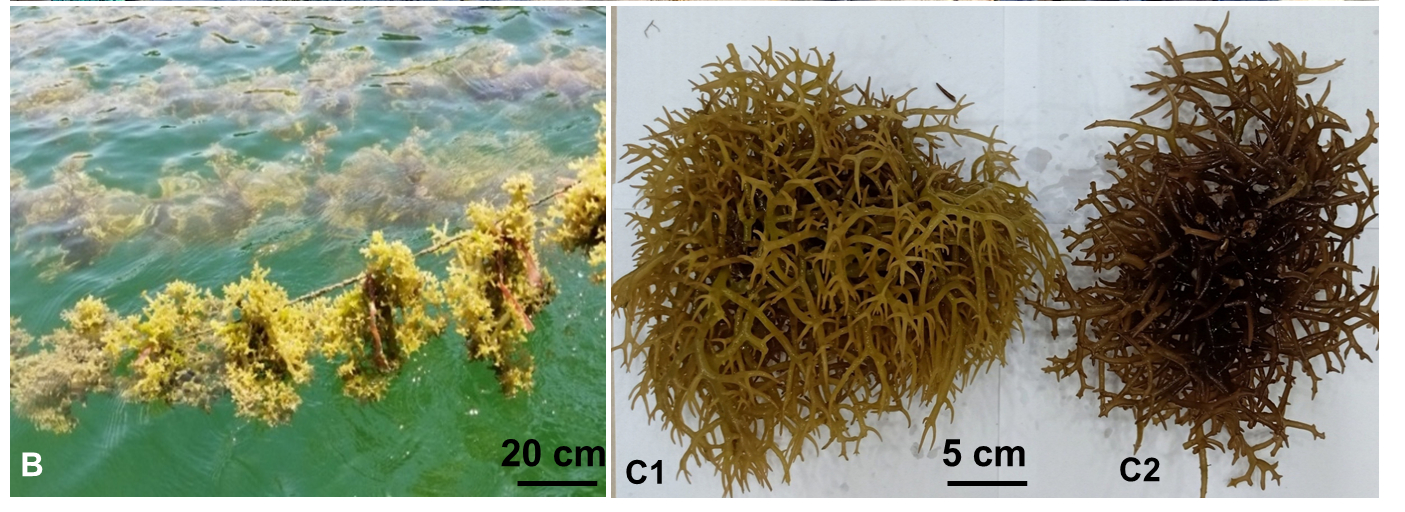 Tản rong có nguồn gốc tái sinh từ mô sẹo (callus-derived thallus) sau 5 chu kỳ nhân giống sinh dưỡng. Ảnh nguồn : hoisltv.com