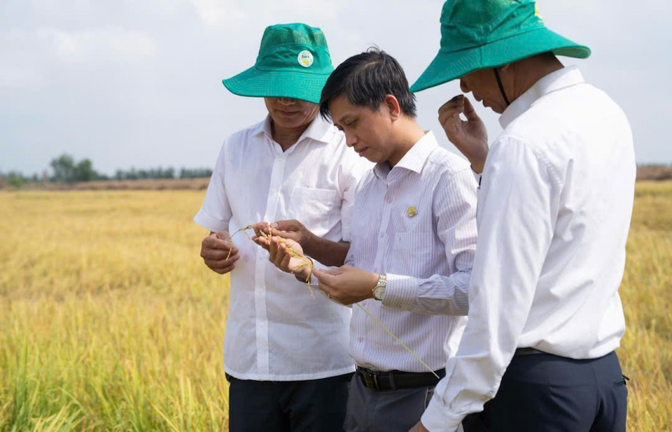Hội thảo đầu bờ - Nhìn tận mắt hiệu quả từ mô hình trình diễn Lúa Xanh – Chắc Hạt 