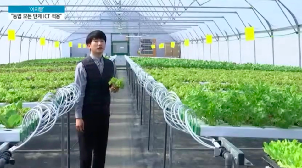 Triển khai hệ thống TapKit tại Ezfarm, Hàn Quốc. Ảnh: tapkit-hydroponics.com