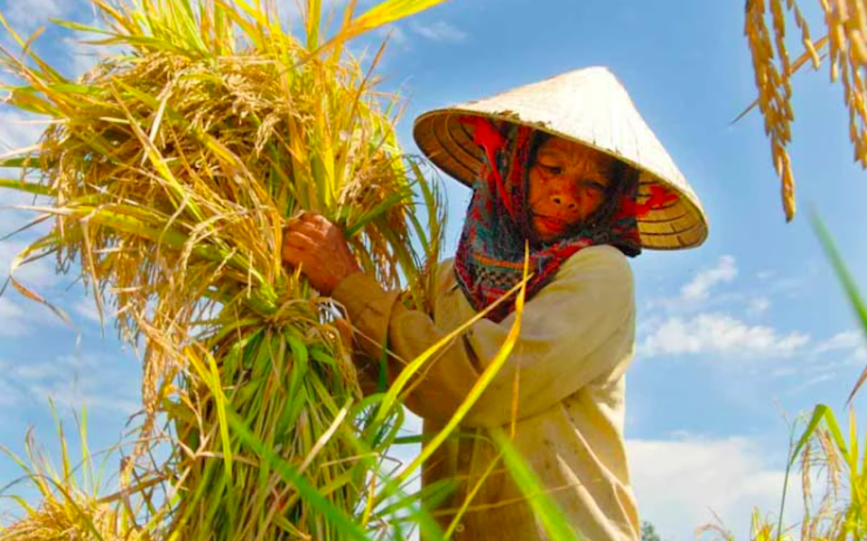 Cả nước phấn đấu đến năm 2030 có trên 5.000 hợp tác xã ứng dụng công nghệ cao vào sản xuất và tiêu thụ nông sản. Ảnh minh hoạ 