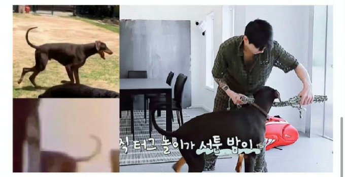 Chưa dừng lại ở đó, chú chó trong clip cũng được cho là cún cưng của Jungkook dựa vào 1 số đặc điểm tương đồng