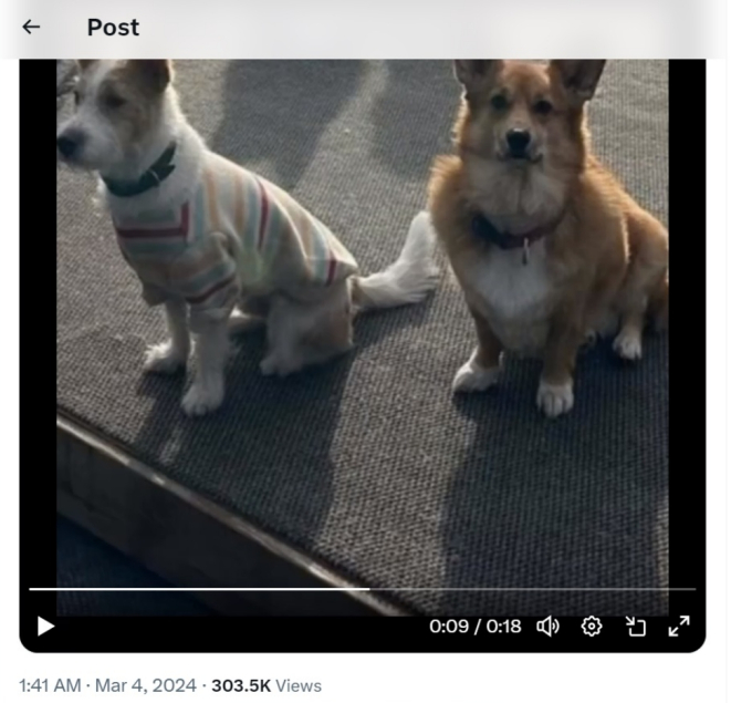 Chỉ sau thời gian ngắn, video về cún cưng của Rosé và Lee Do Hyun đã hút tới hơn 300 ngàn lượt xem