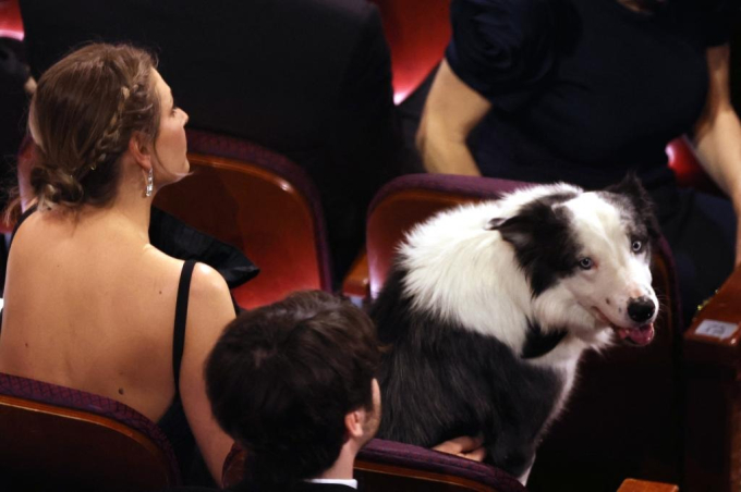 Chú chó Messi có mặt tại Oscar 2024