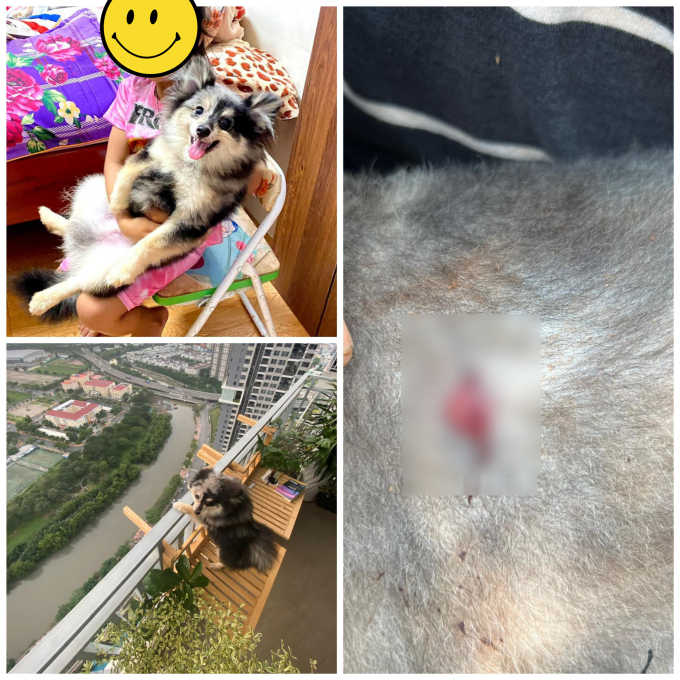 H'Hen Niê đăng hình ảnh cún căng gặp tai nạn thương tâm