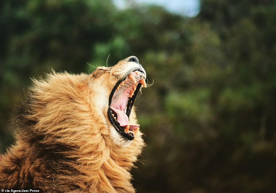   Nhiếp ảnh gia người Đức Nadine R dự thi AGORA Images Beauty 2019 với bức ảnh chụp một con sư tử đang khoe vẻ dũng mãnh bằng tiếng gầm lớn. Tác phẩm được thực hiện ở Nam Phi.  