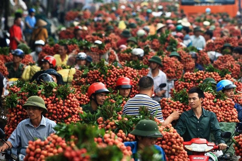 Trung Quốc thu hoạch 500.000 ha vải thiều, Việt Nam có lo?