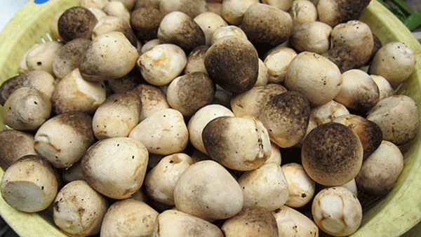 Giá thực phẩm ngày 11/7: Nấm rơm 100.000 đồng/kg
