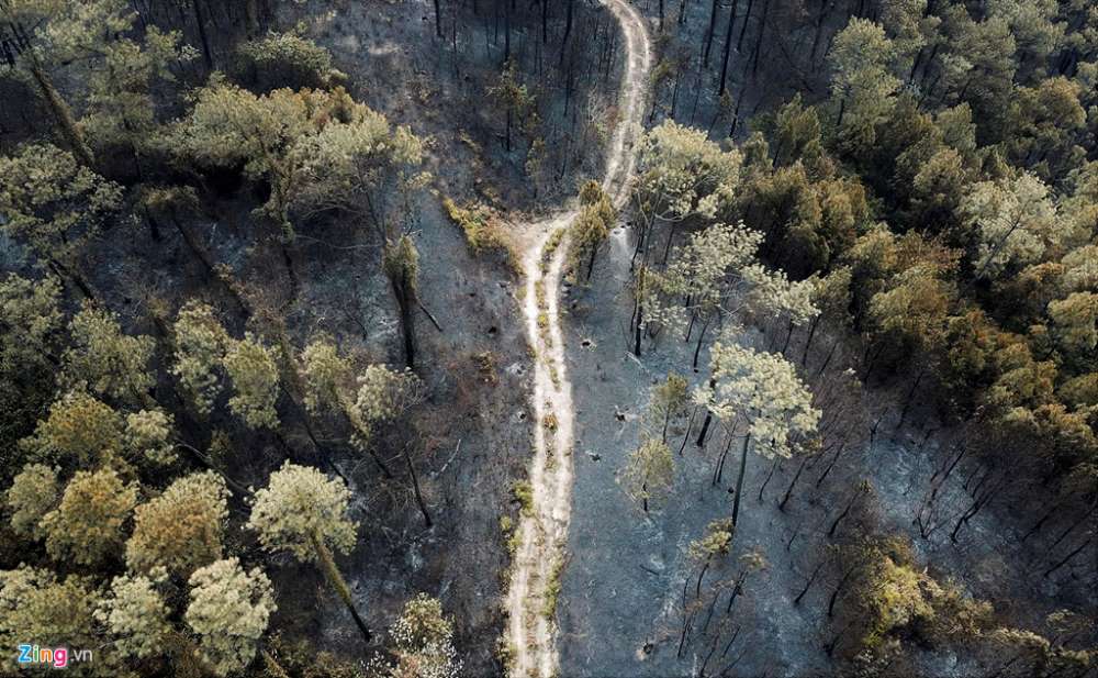   Hàng chục ngàn cây thông bị cháy khô. Ảnh: Zing News.