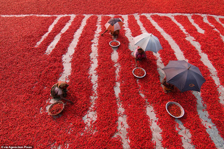   Bức ảnh này được Azim Ronni chụp tại Bangladesh, ghi lại cảnh người nông dân đang phân loại ớt. Có thể nói, những bức ảnh dự thi AGORA Images Beauty 2019 đã phần nào giúp độc giả hiểu thêm về cuộc sống ở nhiều quốc gia trên khắp thế giới.  
