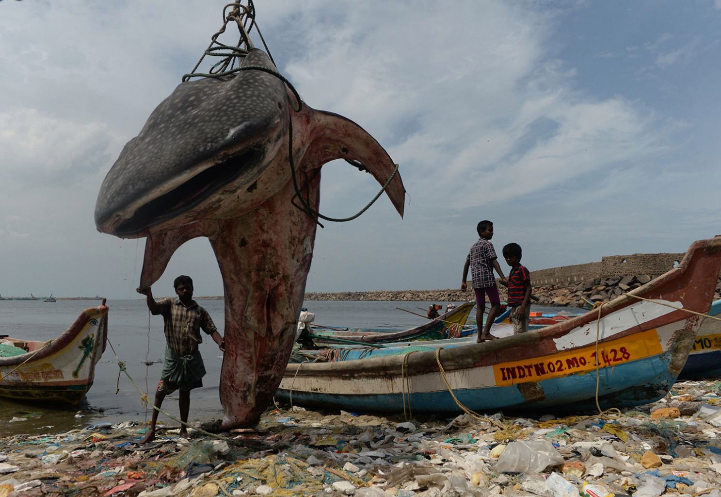   Một người đàn ông Ấn Độ đứng cạnh một con cá mập voi dạt vào bờ và được một cần cẩu nhấc ra để kiểm tra tại cảng cá Kasimedu ở Chennai vào ngày 27/7.  