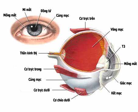 Mắt là bộ phận quan trọng và phức tạp trên cơ thể, nếu thấy con trẻ có nhiều dấu hiệu liên quan các bệnh về mắt. Ba mẹ không nên tự ý điều trị tại nhà, hãy đến bác sĩ chuyên khoa mắt để thăm khám kịp thời.