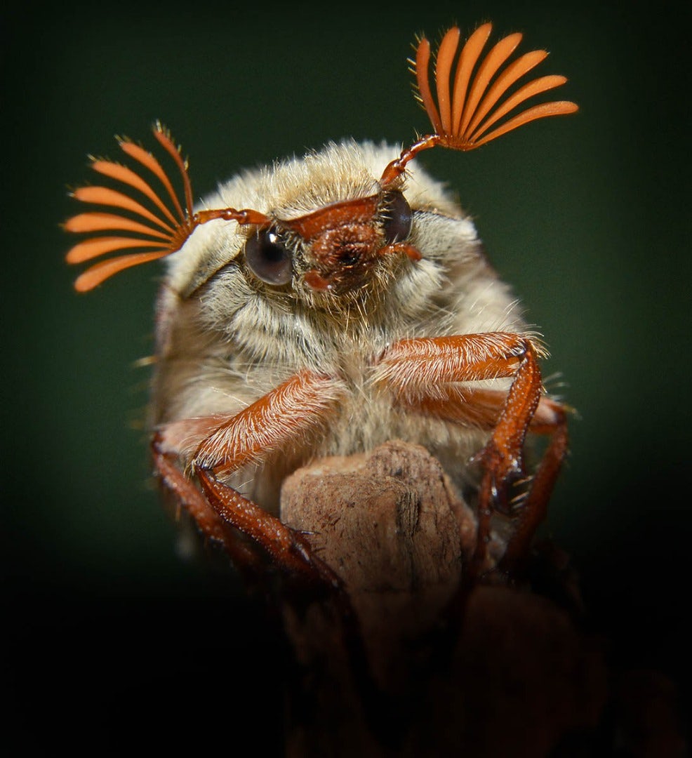Những bức ảnh tuyệt đẹp về các loài côn trùng khi chụp cận cảnh