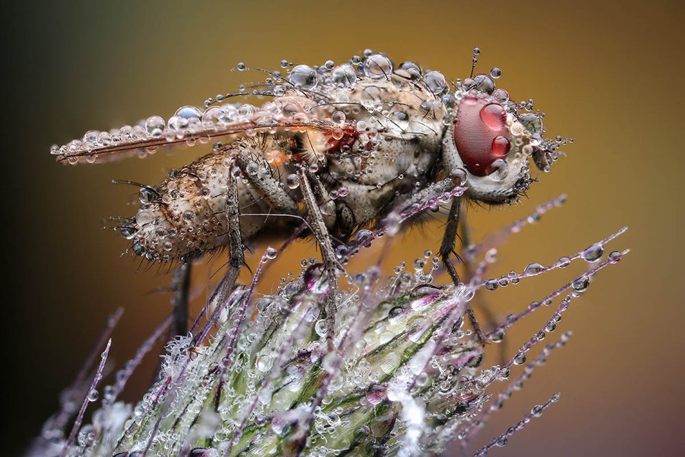 Môt con ruồi đang đậu trên một nhánh cây dưới một cơn mưa. Ảnh của tác giả Myjava, Trenčín, Slovakia.