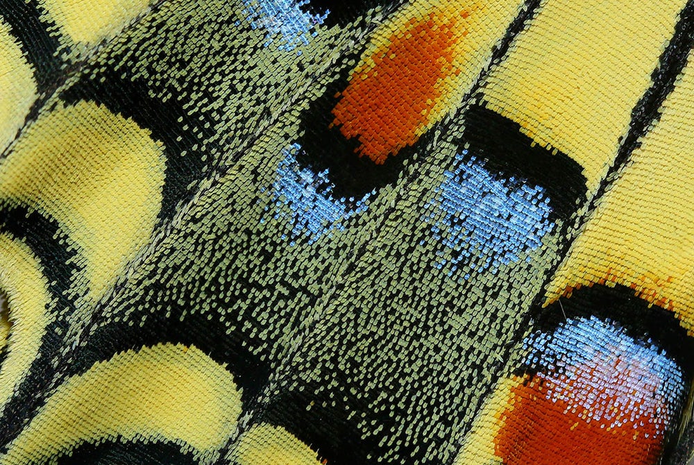 Trong bức ảnh được chụp bởi nhiếp ảnh gia Nicosia đến từ Cộng hòa Séc là một cách bướm trông giống như tấm khăn thêu cầu kỳ, đầy màu sắc.