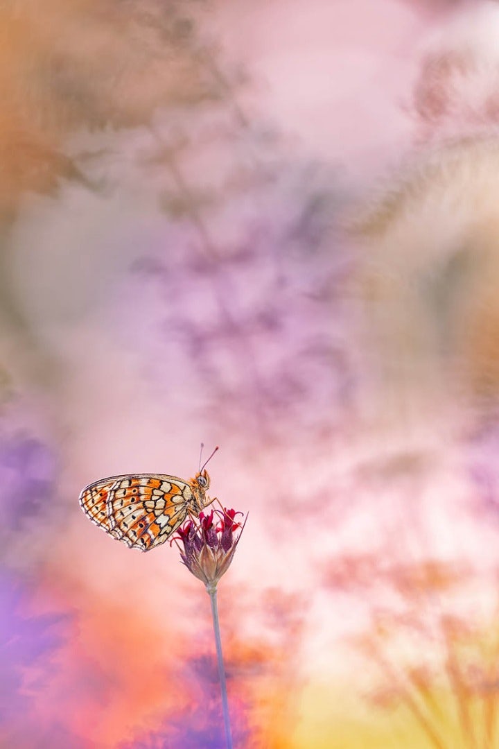 Hình ảnh một con bướm giữa nền trời hoàng hôn thơ mộng. Tác phẩm của Pazin, Croatia.
