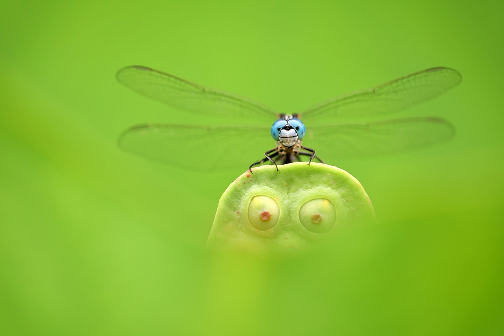 Tác phẩm thú vị của tác giả với nghệ danh East Lake, Vũ Hán, Trung Quốc với hình ảnh một con chuồn chuồn với đôi mắt xanh dương bên cạnh đôi mắt xanh lá của đài sen.