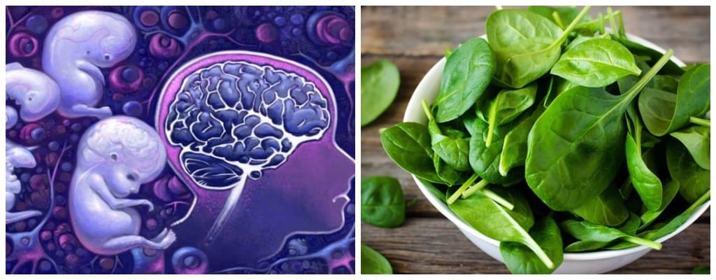 12 tác dụng của rau bina đối với sức khỏe