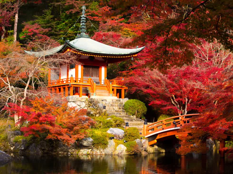   Tạp chí Du lịch Travel + Leisure đã hai lần bình chọn Kyoto là thành phố tốt nhất thế giới. Vùng đất cố đô của Nhật Bản này thu hút đông đảo du khách bởi những đặc trưng văn hóa và nền ẩm thực độc đáo, những đền đài cổ kính mang màu sắc riêng của Nhật Bản, nhưng có lẽ điều tuyệt vời hơn cả chính là mùa thu lá bay, nhất là màu đỏ rực rỡ của các tán lá bao phủ quanh ngôi đền Daigoji sẽ khiến bạn choáng ngợp.  