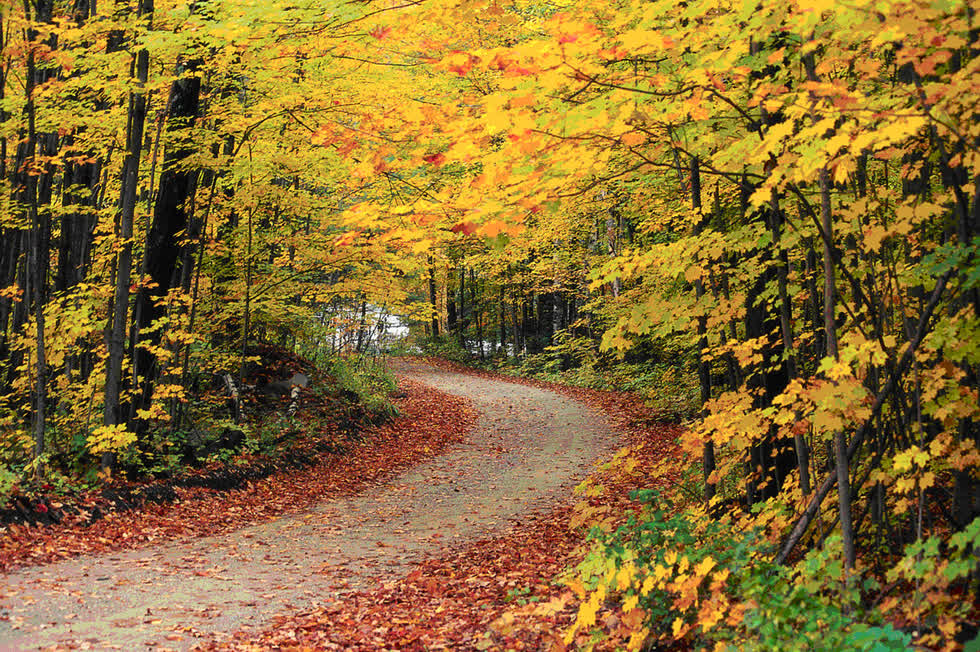   Vermont là thiên đường mùa thu bởi 80% diện tích của nó là những cánh rừng. Trên thực tế, các tờ báo địa phương thậm chí còn theo dõi sự thay đổi của các tán lá. Hành trình dài 220 dặm này xuyên qua gần như toàn bộ lãnh thổ của tiểu bang, lượn qua những dãy núi dốc, thung lũng, đồng cỏ xanh, nông trang, rừng cây, và tất cả đều tràn ngập màu vàng, cam, đỏ.  