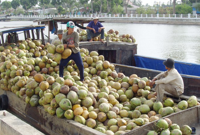   Giá dừa khô Trà Vinh tăng cao với 80.000 đồng/chục, tăng 15.000 đồng/chục so với tuần trước  