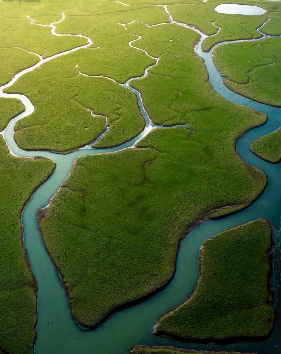   Một phần của khu rừng nhiệt đới lớn nhất thế giới  Amazon được chụp ở East Sussex, nơi dòng sông Cuckmere có sự chia tách giữa những trảng cỏ và dòng nước trong xanh. Ảnh: Hugo Healy.  