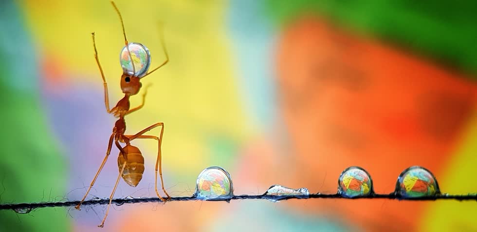   Phải mất 4 giờ, nhiếp ảnh gia mới chụp được một con kiến mang theo những giọt nước và bước đi thật uyển chuyển trên một sợi chỉ như một 