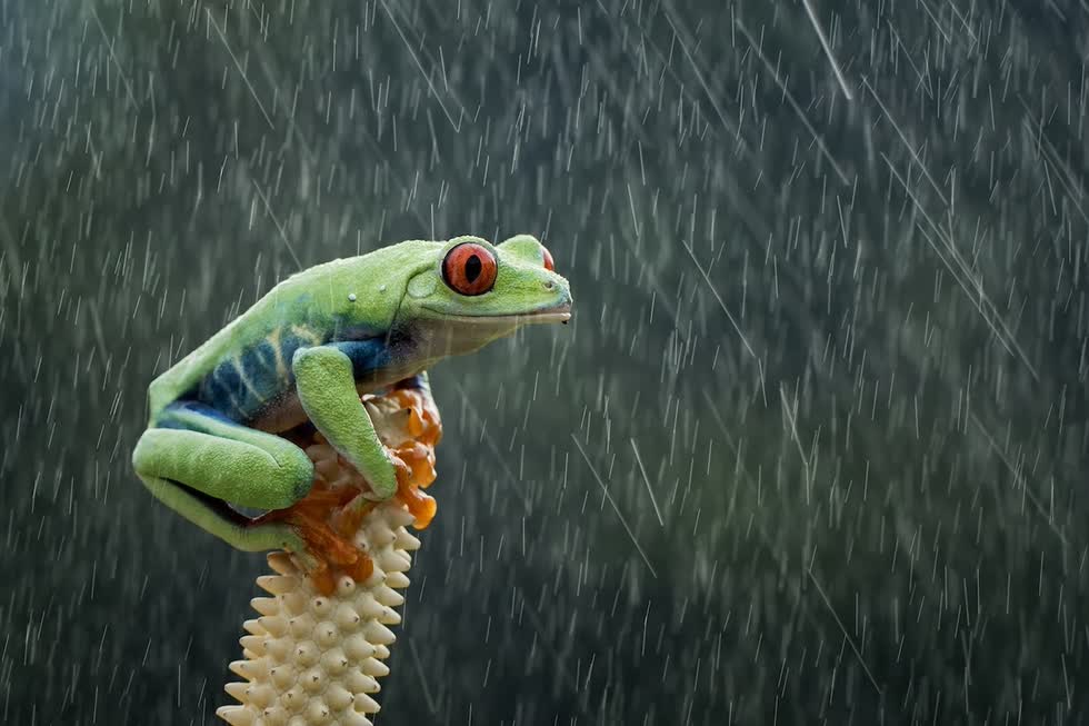   Chú ếch có vẻ đang trở nên dũng mãnh khi đối diện với cơn mưa đầy ẩm ướt. Ảnh: Hendy MP.  