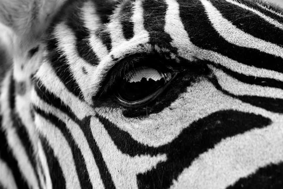   Đôi mắt của chú ngựa vằn như đẫm lệ, ảnh được chụp tại sở thú ở Madrid. Ảnh: Sara Pinto Marin.   
