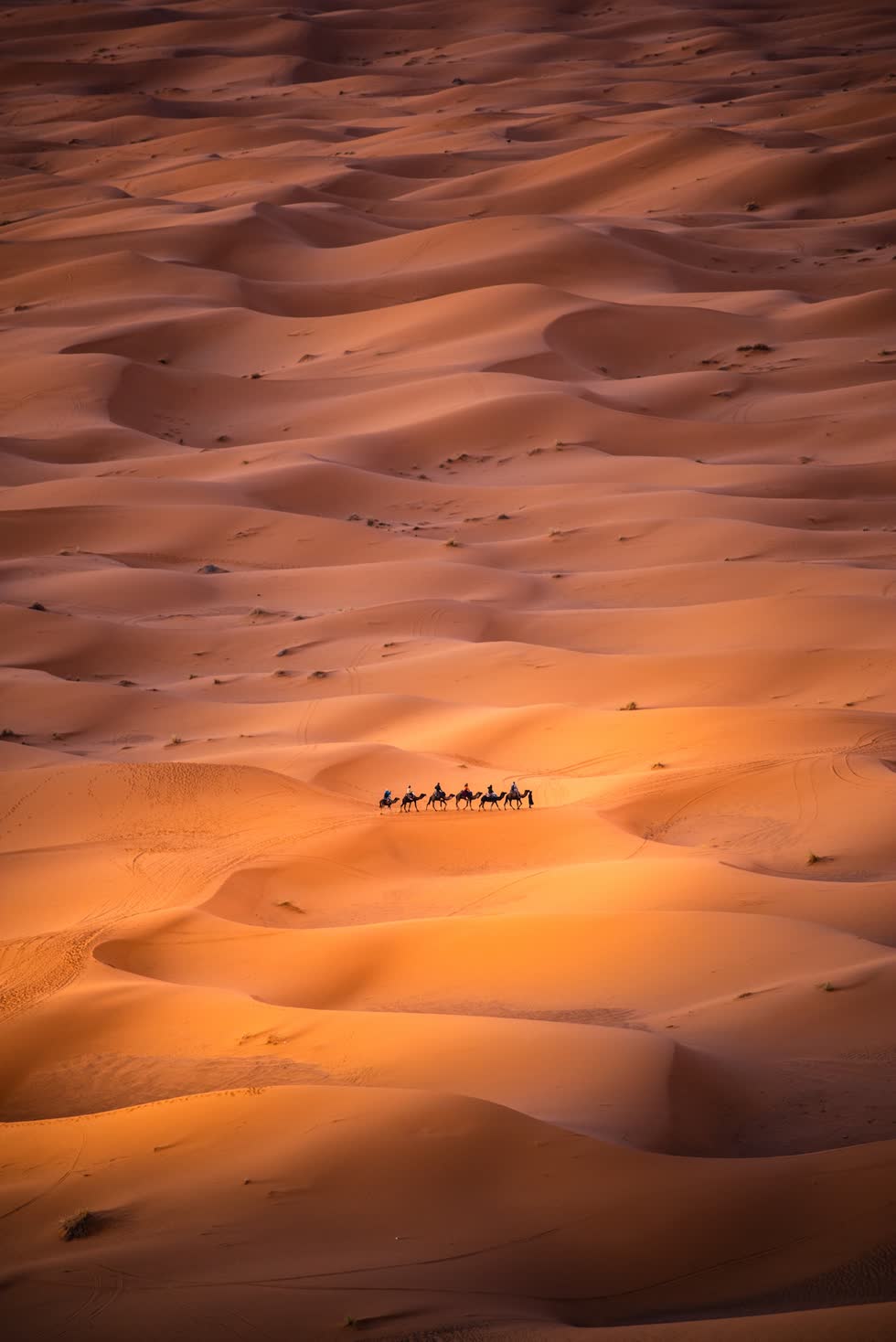   Nhóm người du mục đang di chuyển qua sa mạc Sahara. Ảnh: Carles Alonso.  