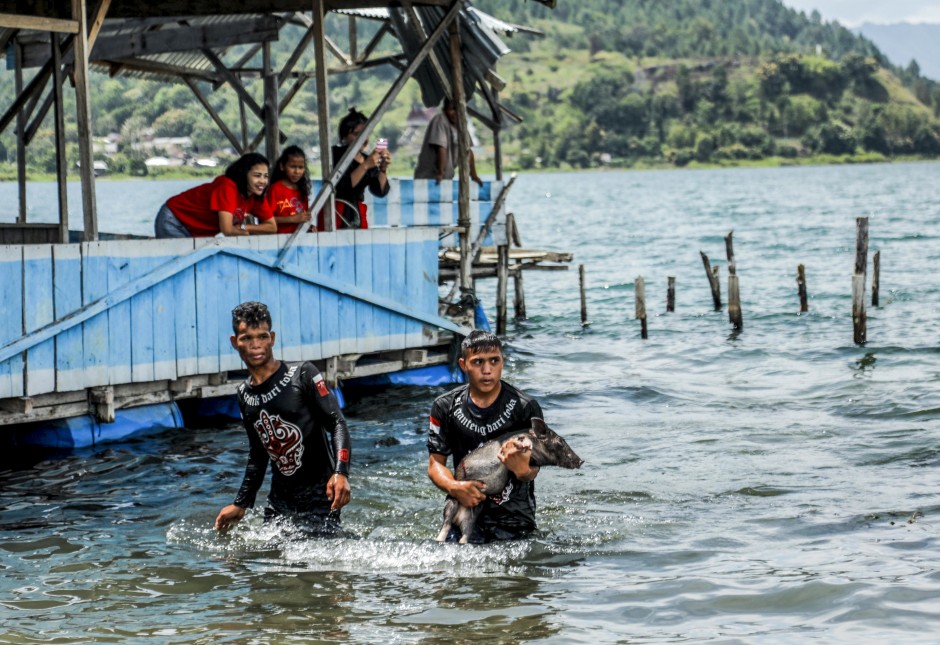 Indonesia, quốc gia Hồi giáo đông dân nhất thế giới, dường như là nơi ít có khả năng tổ chức lễ hội về lợn nhất. Nhưng tháng trước, bên bờ hồ Toba của Sumatra, hơn 1.000 người đã tụ tập để đua lợn, chụp ảnh với lợn và tham gia các cuộc thi về lợn. 